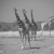 Giraffe - Etosha National Park, Namibia